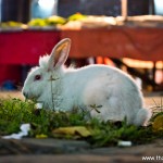 wpid-DSC_8457.jpg